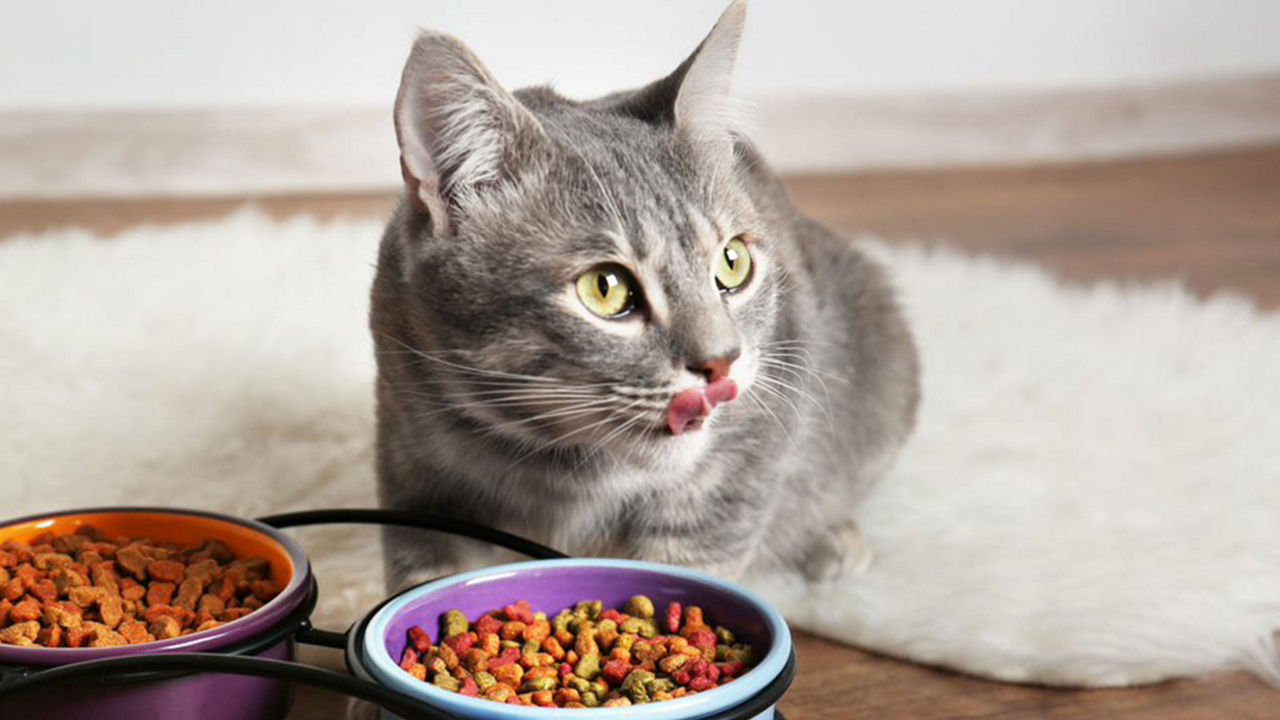 Plant based Pet Food Trends Kerry