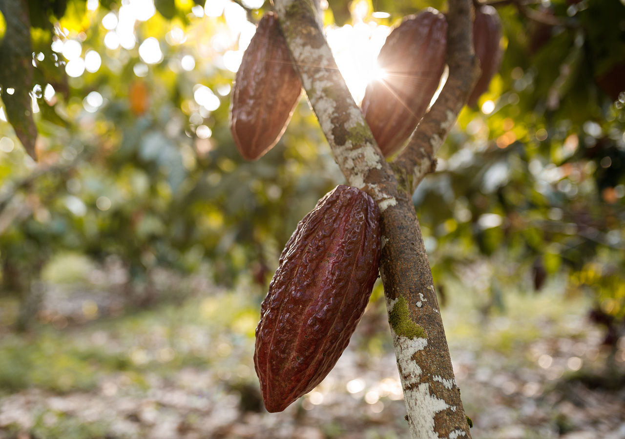 daily life of a cocoa farm