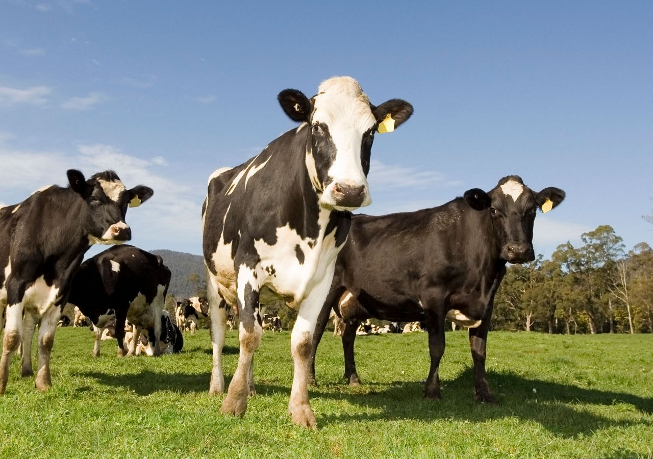 Dairy Ingredients | Kerry