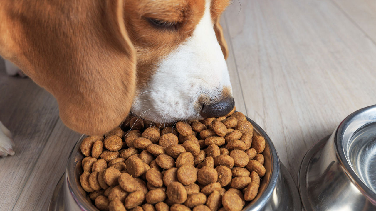 Can Kerry Beagles Eat Kibble