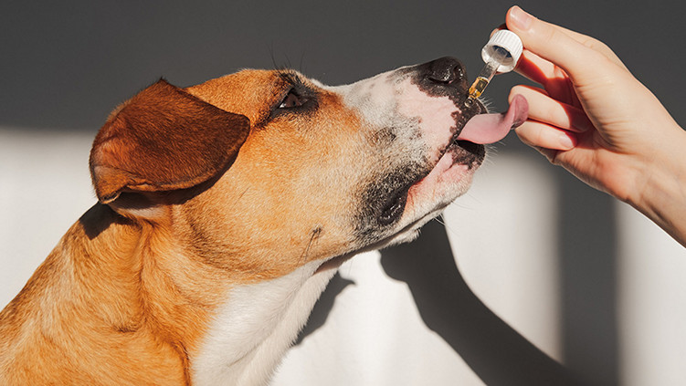 3 Trends Shaping the North American Pet Supplement Market | Kerry