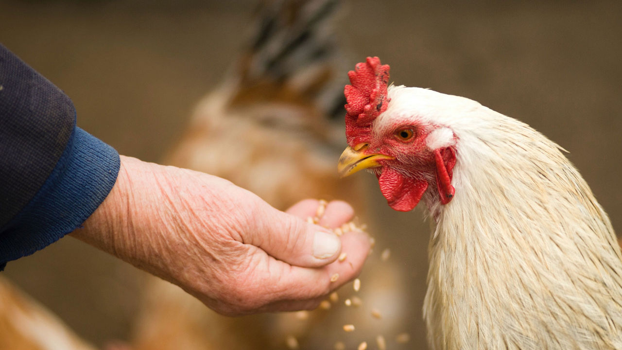 farmer feeding animals