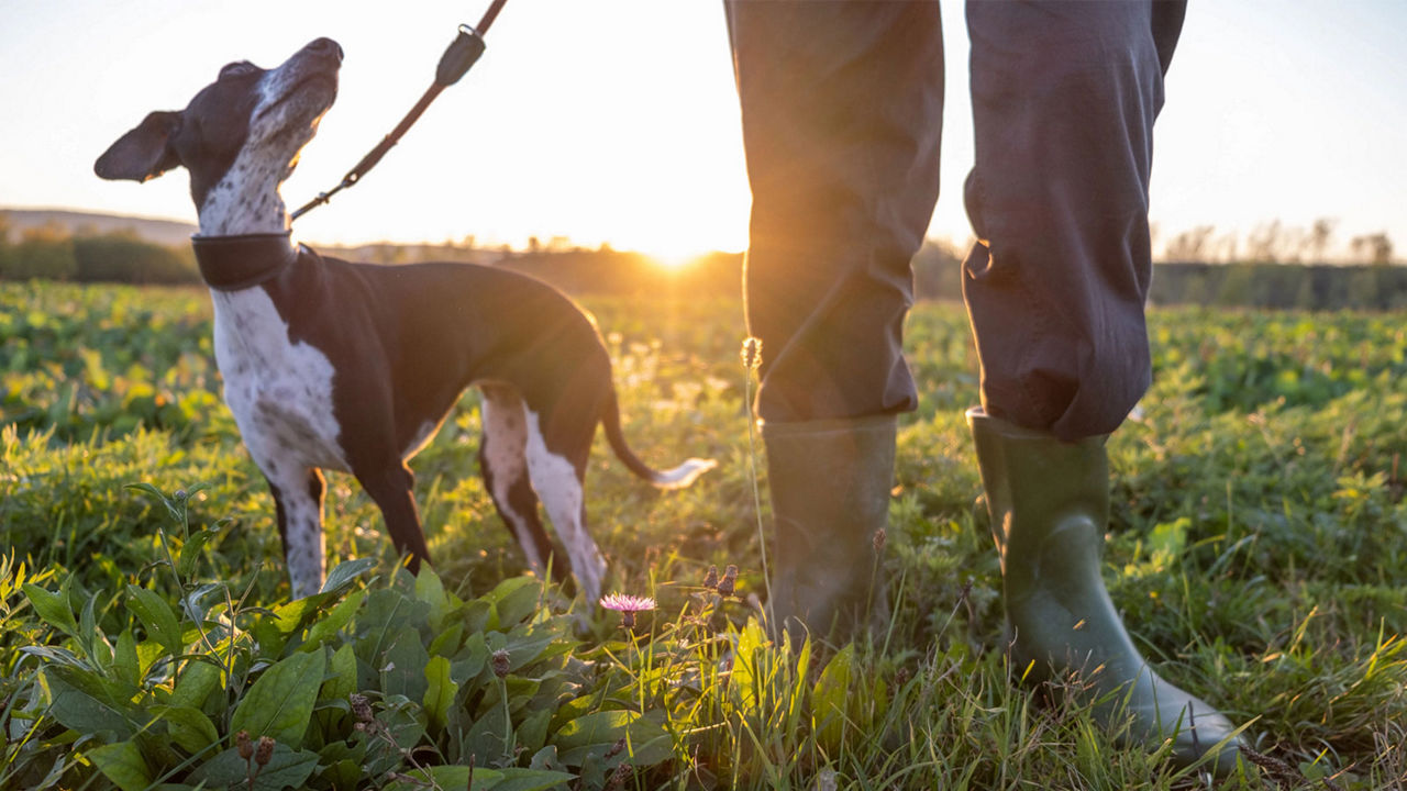 Plantbased Pet Food Trends Kerry