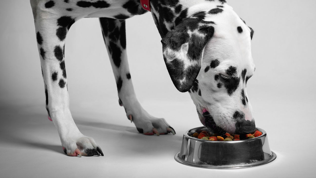 dalmation eating kibble