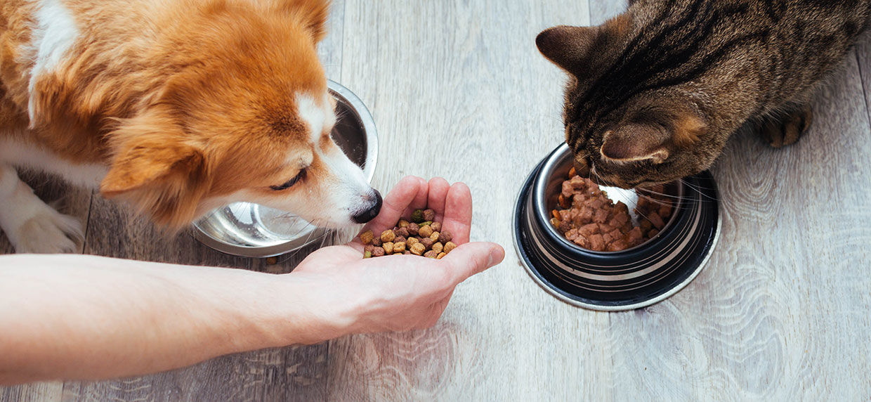 breakthrough dog food