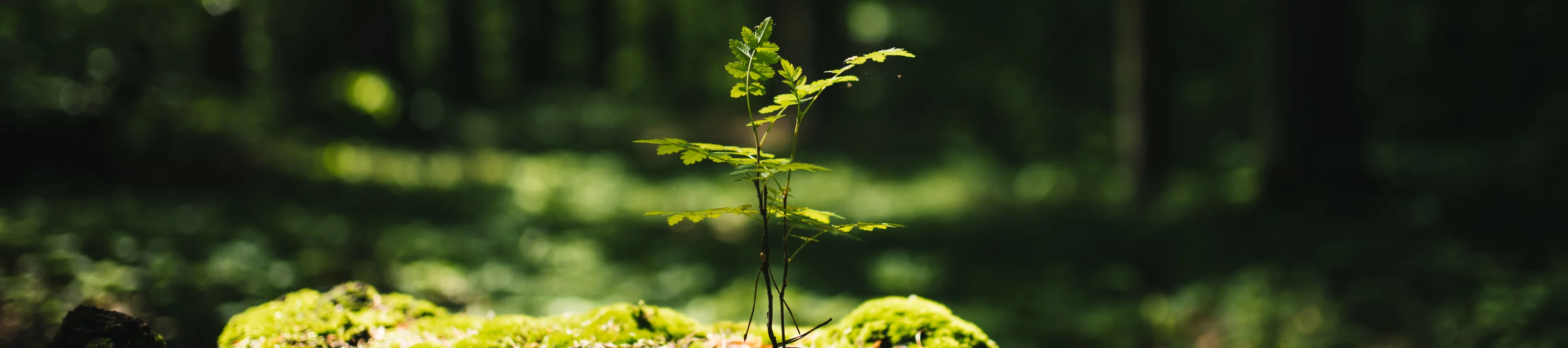 Young rowan tree seedling grow from old stump in Poland forest. 