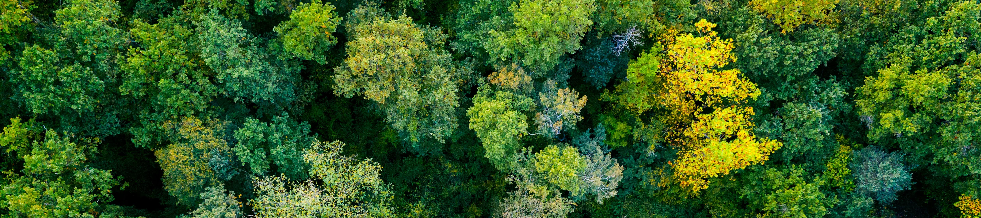 aerial top down view of a green forest