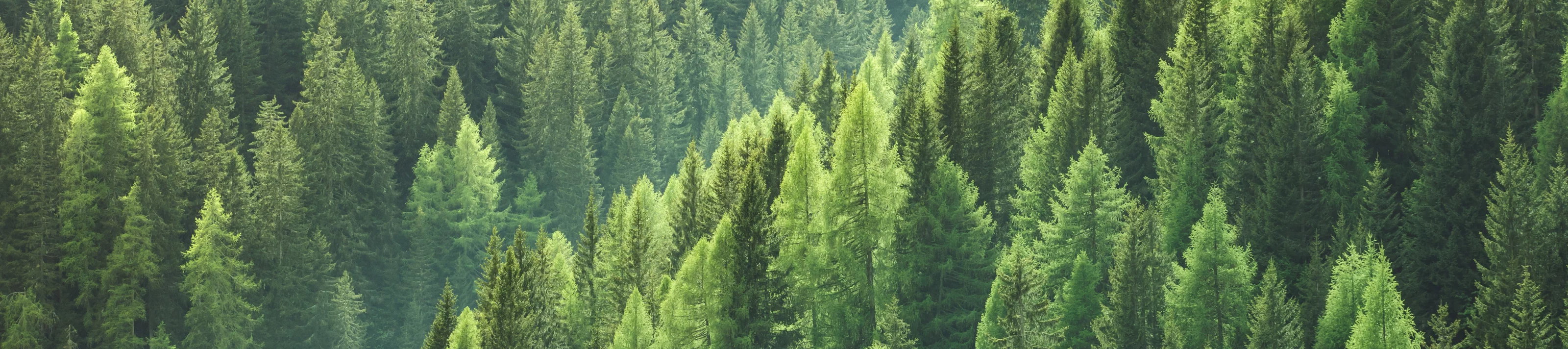 Healthy green trees in a forest of old spruce fir and pine