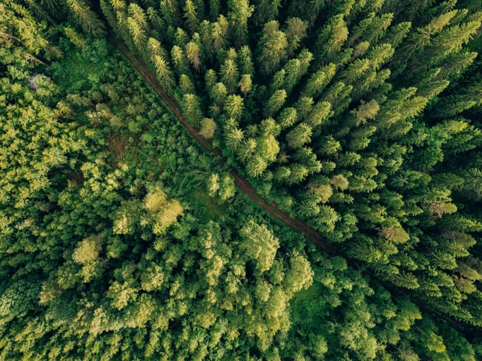 Aerial top view of summer green trees and road in forest in rural Finland