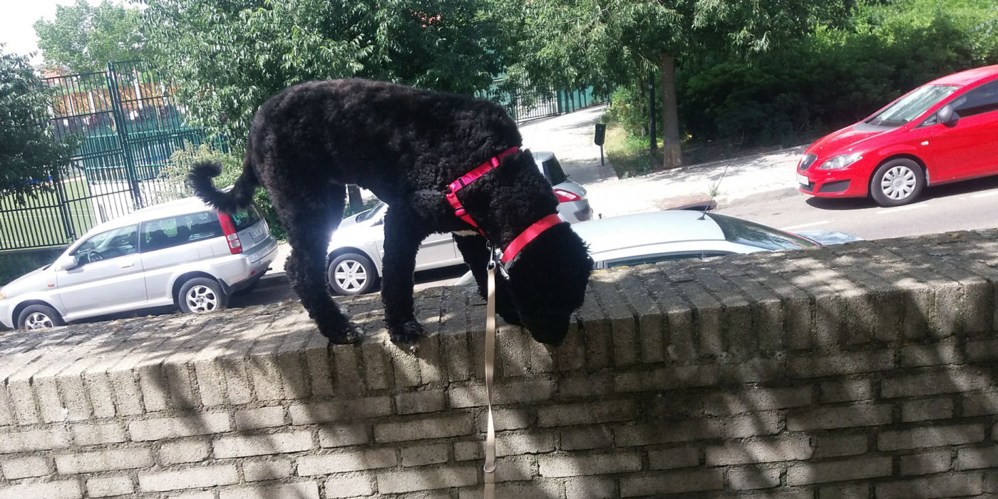 Spanish Water Dog walking on brick fence with parked cars in the background.