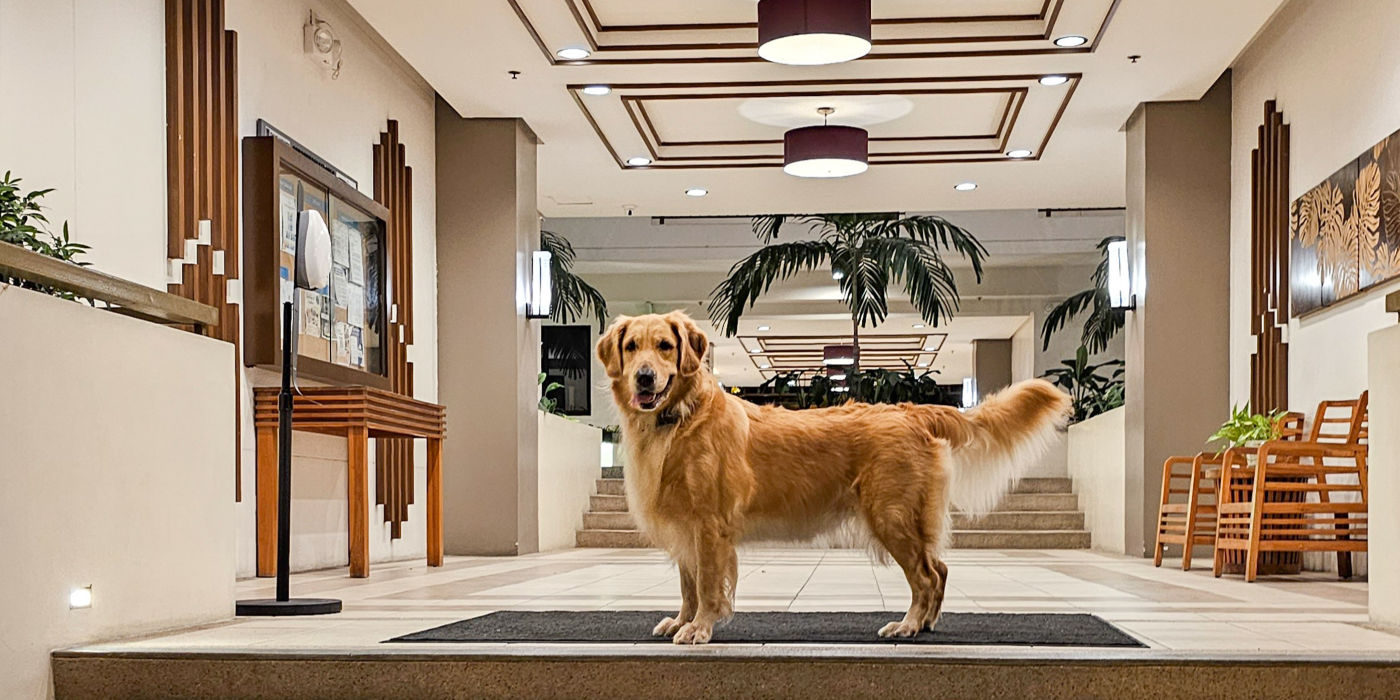 Golden Retriever standing next to stairs in a lobby.