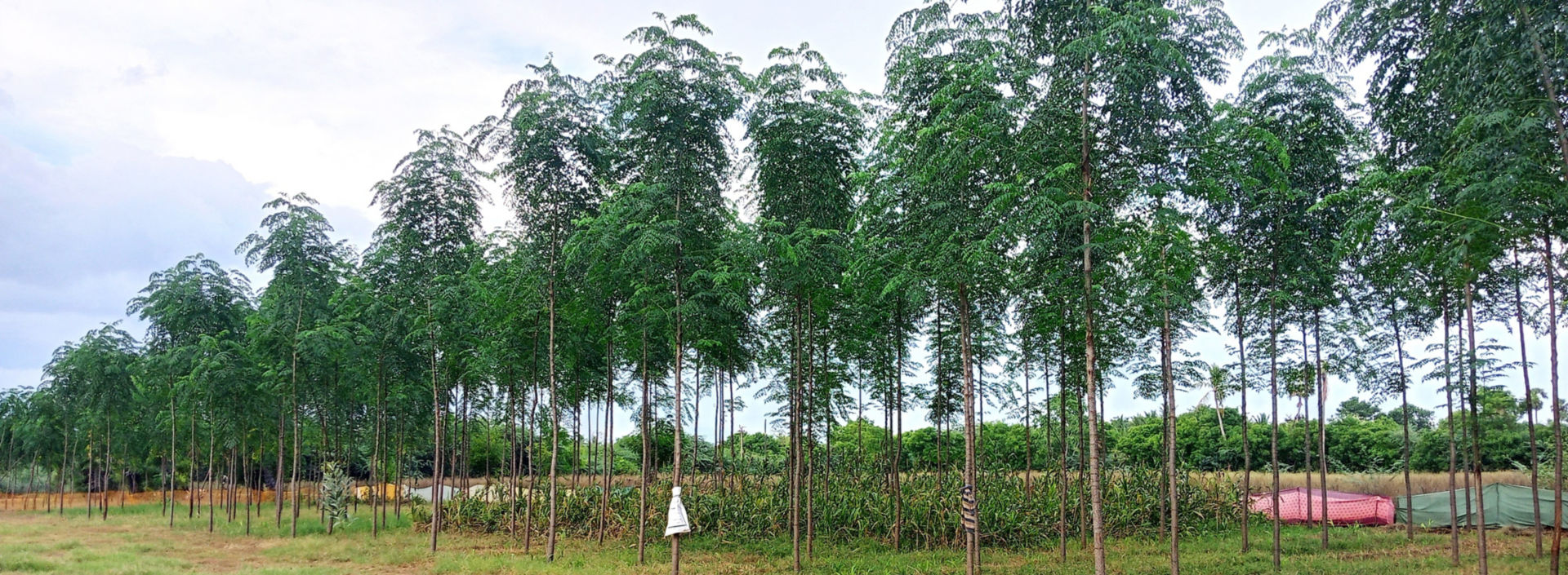 Wild-neem-plantation