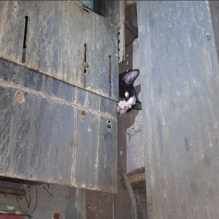 kitten-in-elevator-shaft:720x720%281-1%29