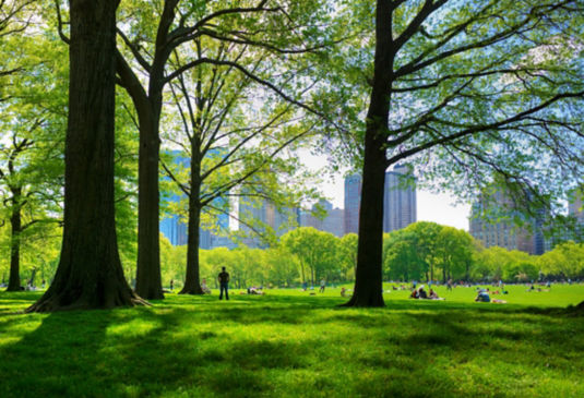 offset_147936:535x365