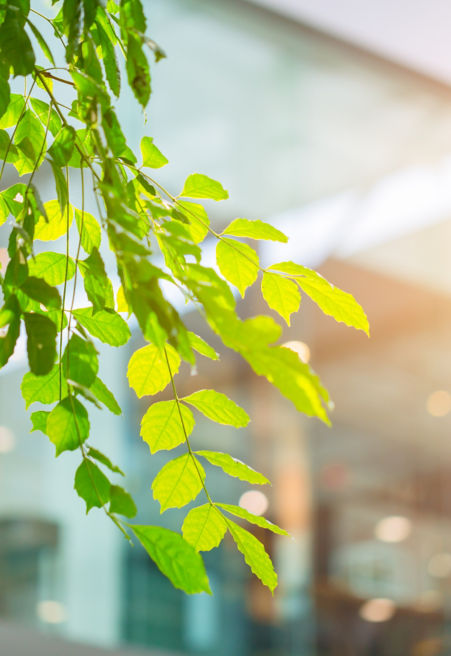 shutterstock_687203815_city_green:451x656%2811-16%29