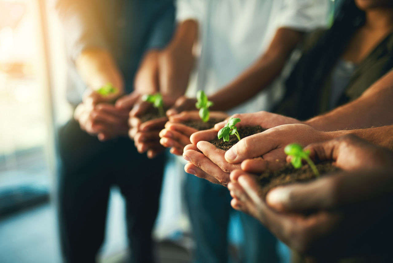 Plant, sustainability and environment with hands of business people for teamwork, earth and support. Collaboration, growth and diversity with employees and soil for future, partnership or community.