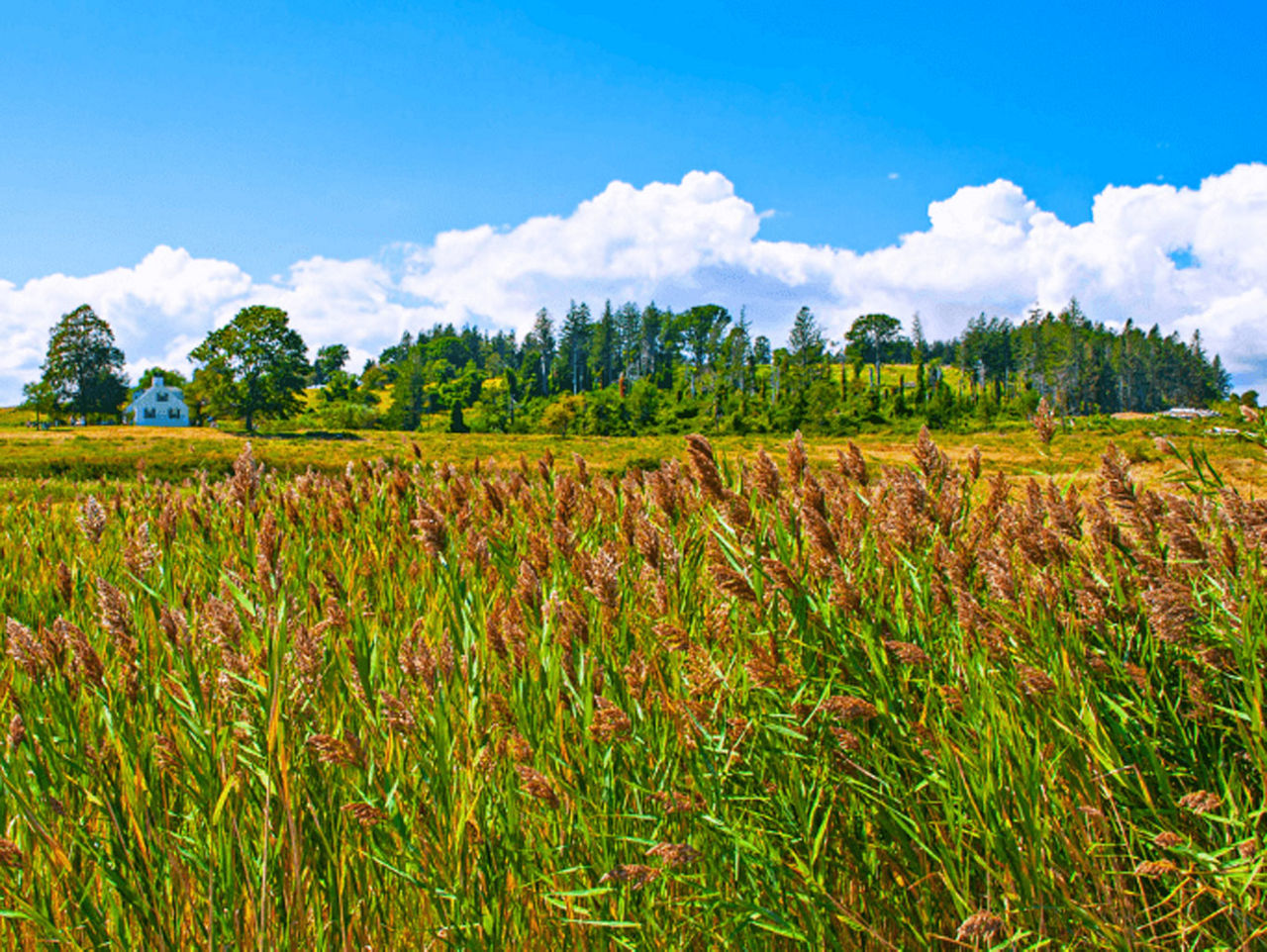Esta es una imagen de un medidor Revelo