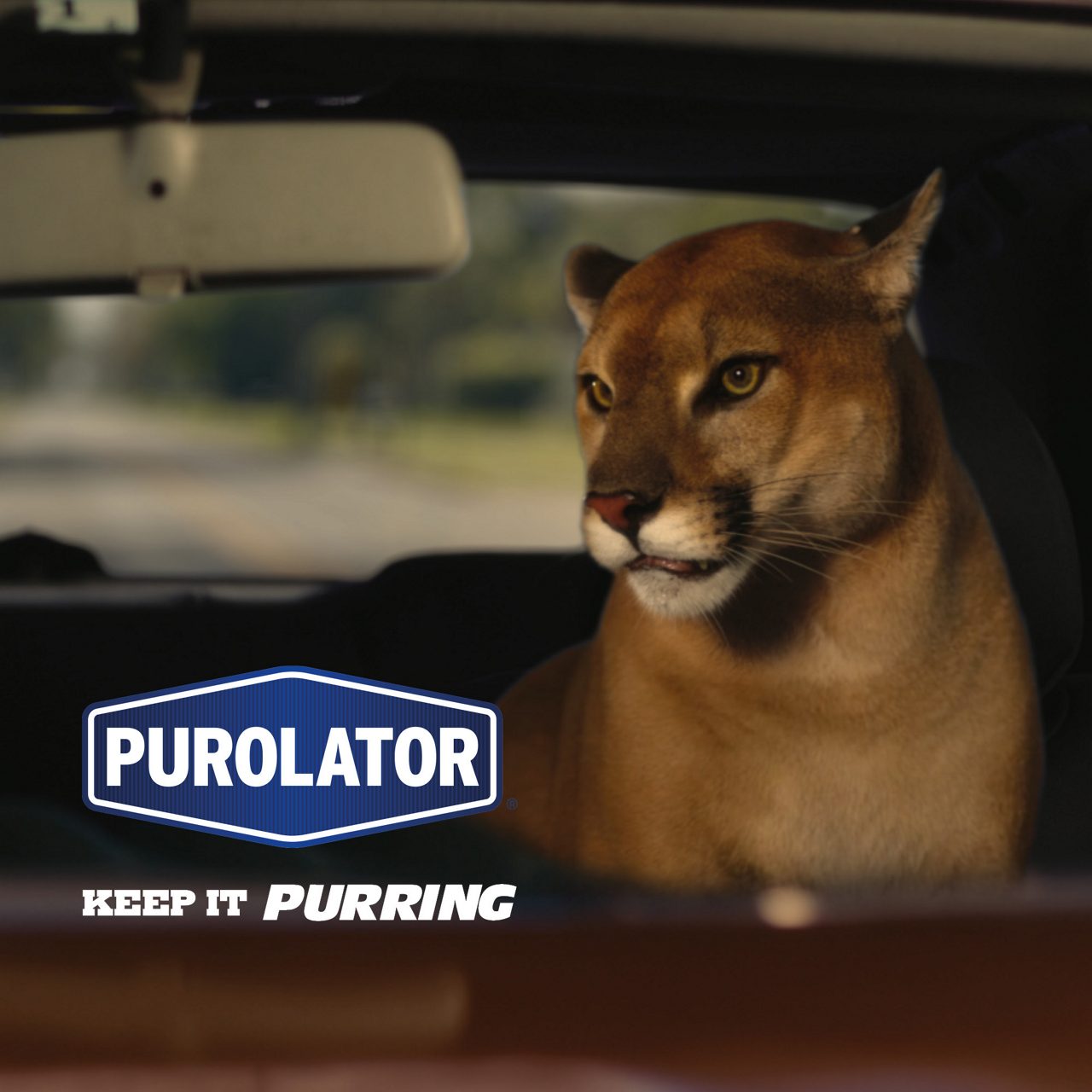 Purolator’s “Keep It Purring” campaign image