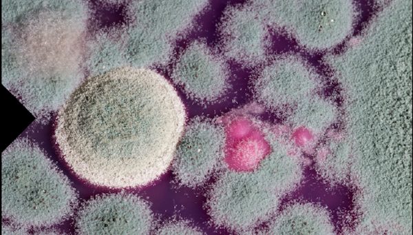 Mencegah Bau Tidak Sedap dari Jamur