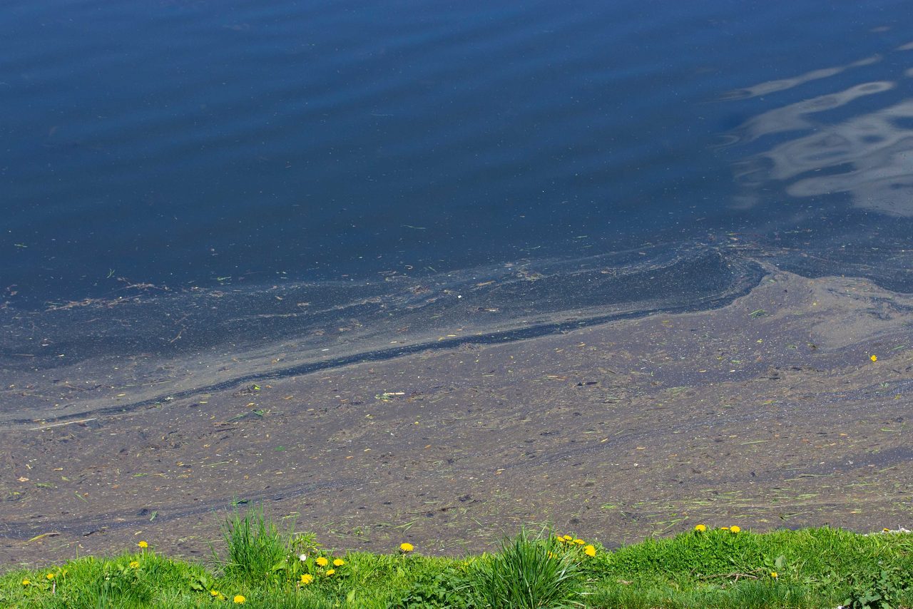 Water pollution, environmental problems. Thick oily mud floats near the shore of a pond lake. Fuel oil and waste oil fall into the pond with water