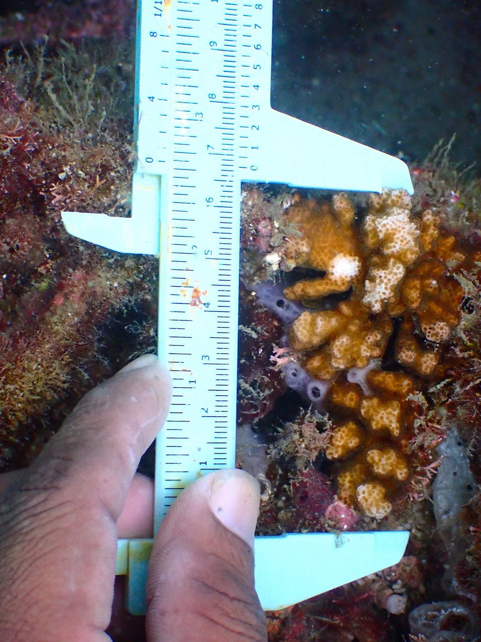 6.5 cm corals