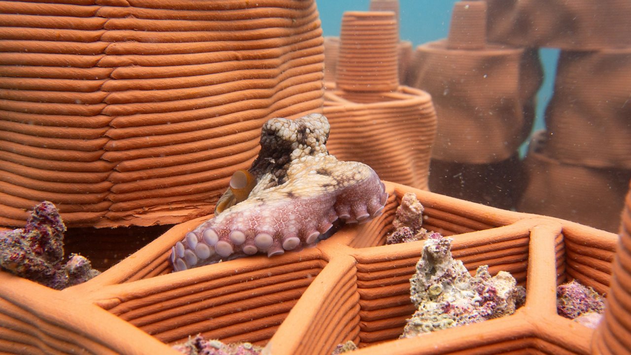 Refuge for octopuses