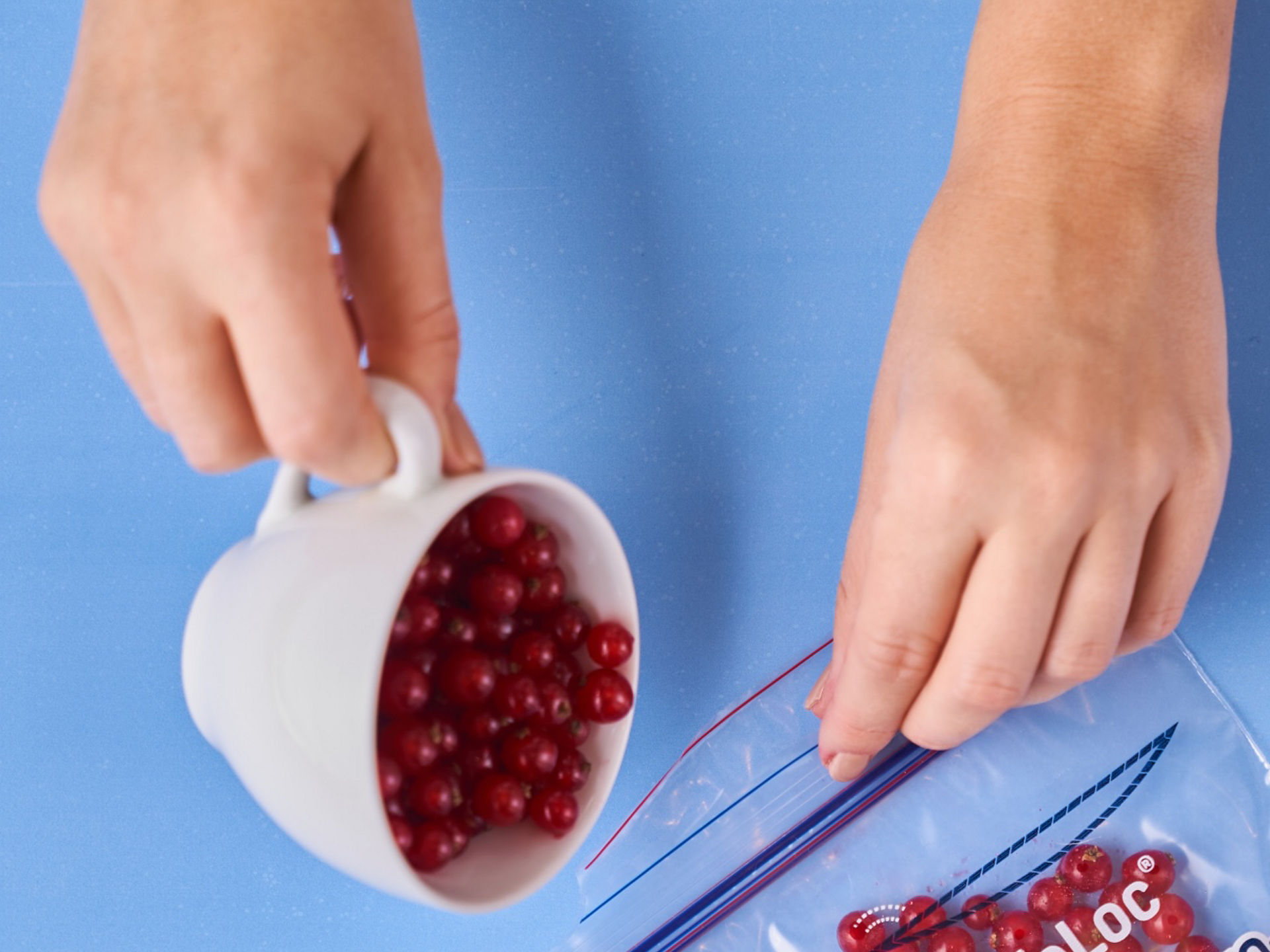 Rote Johannisbeeren werden in einen Toppits Gefrierbeutel auf blauem Untergrund gefüllt.