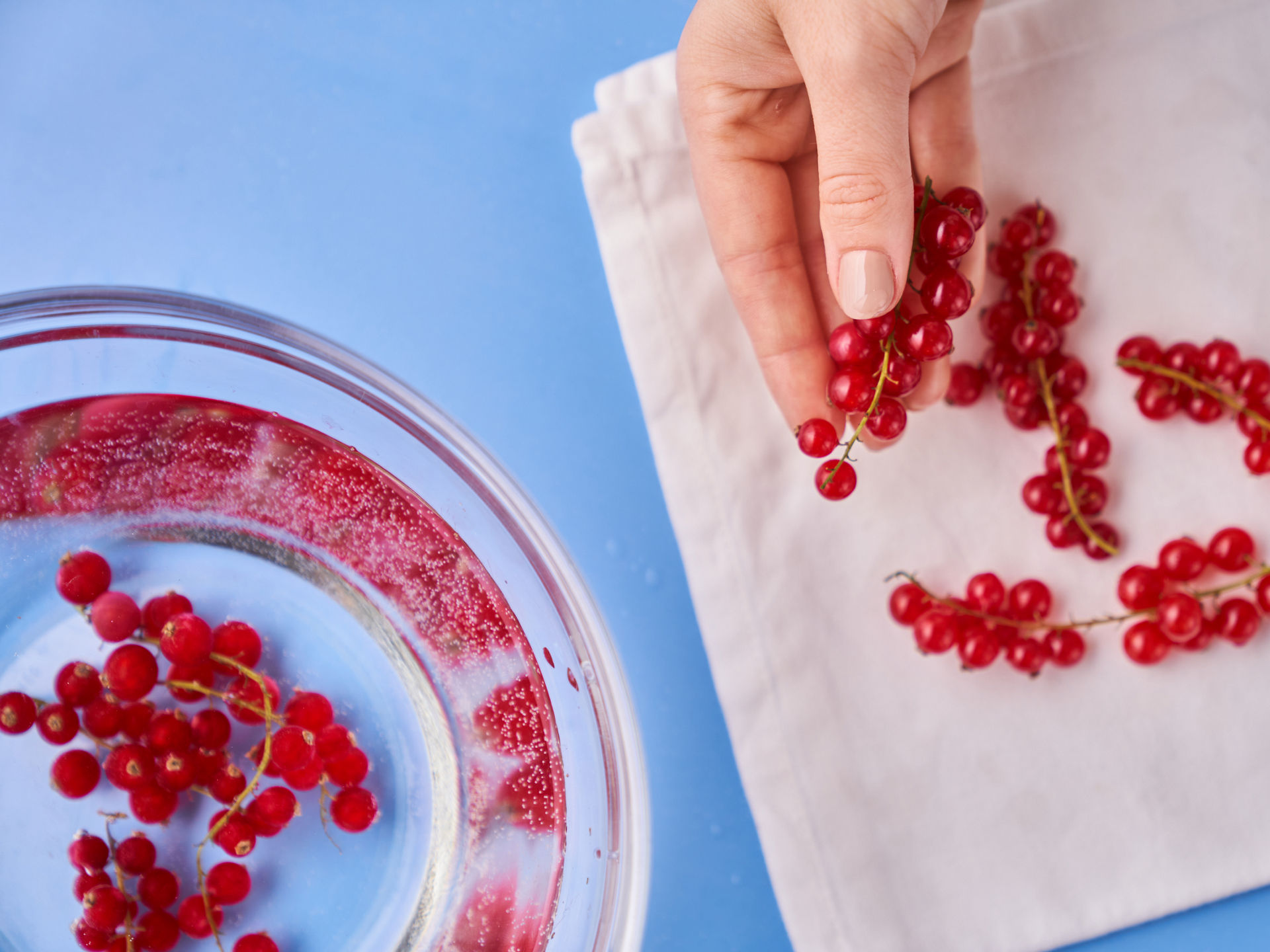 Frische Johannisbeeren werden nach dem Waschen auf einem Küchentuch getrocknet.