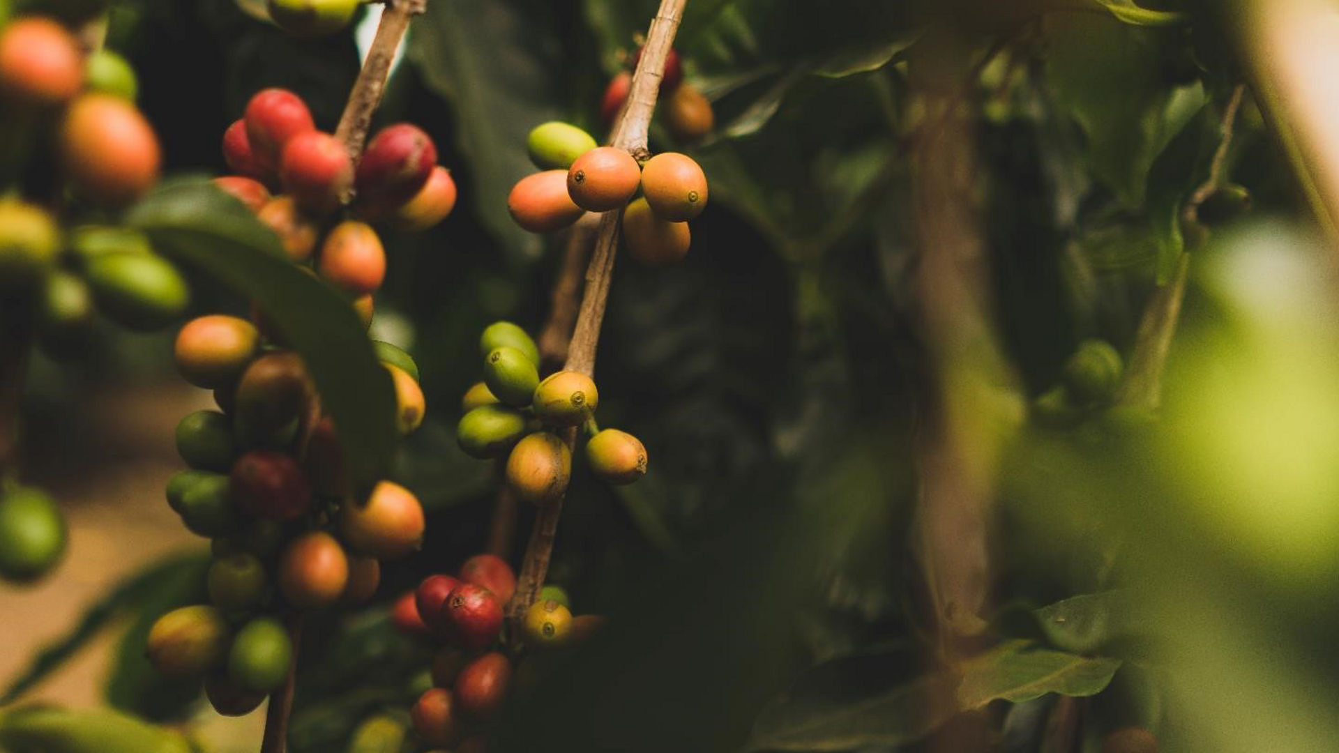 Coffee plant