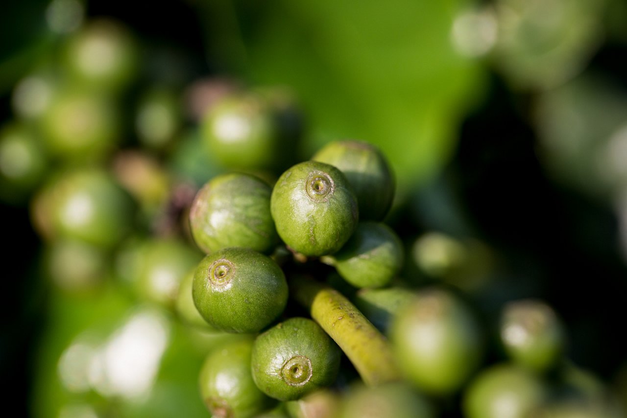 Nahaufnahme mehrerer grüner, unreifer Kaffeekirschen an einem Zweig mit Blättern; der Hintergrund ist unscharf grün gehalten.