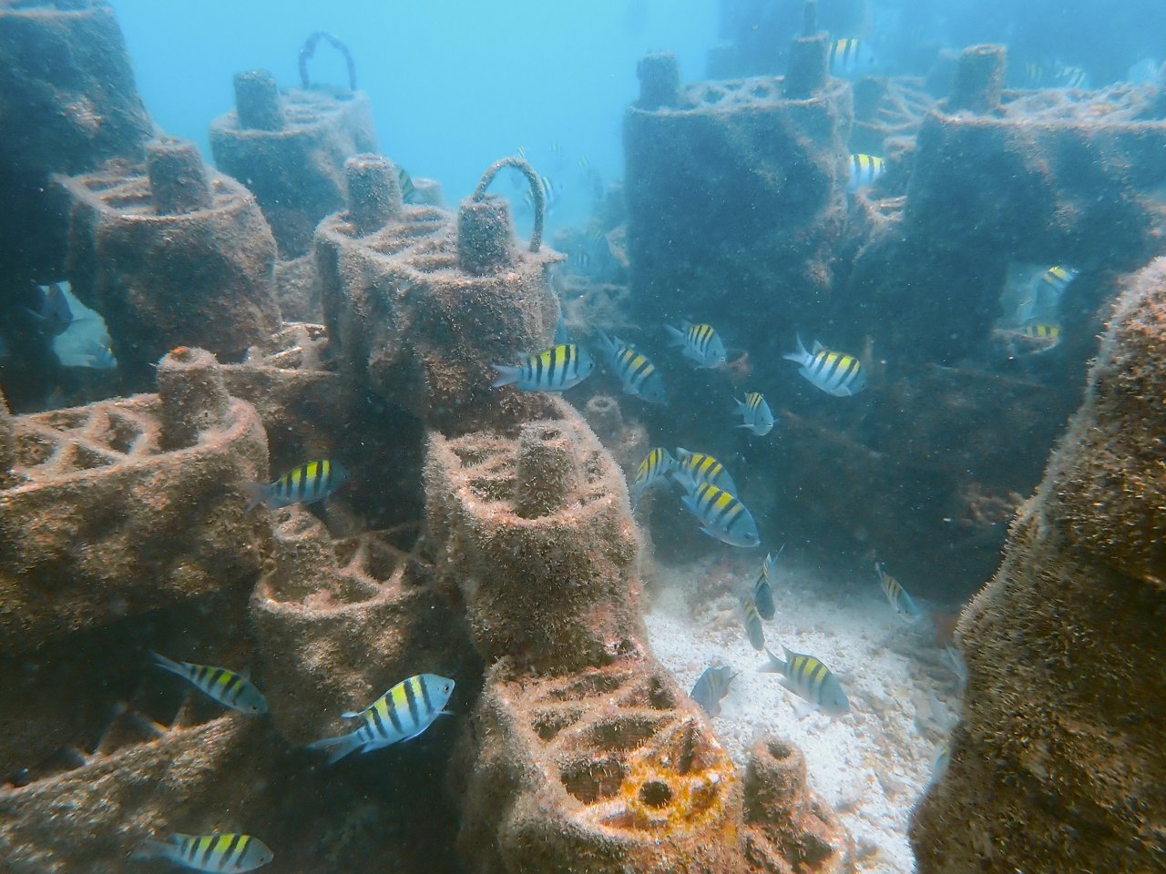Coral reef