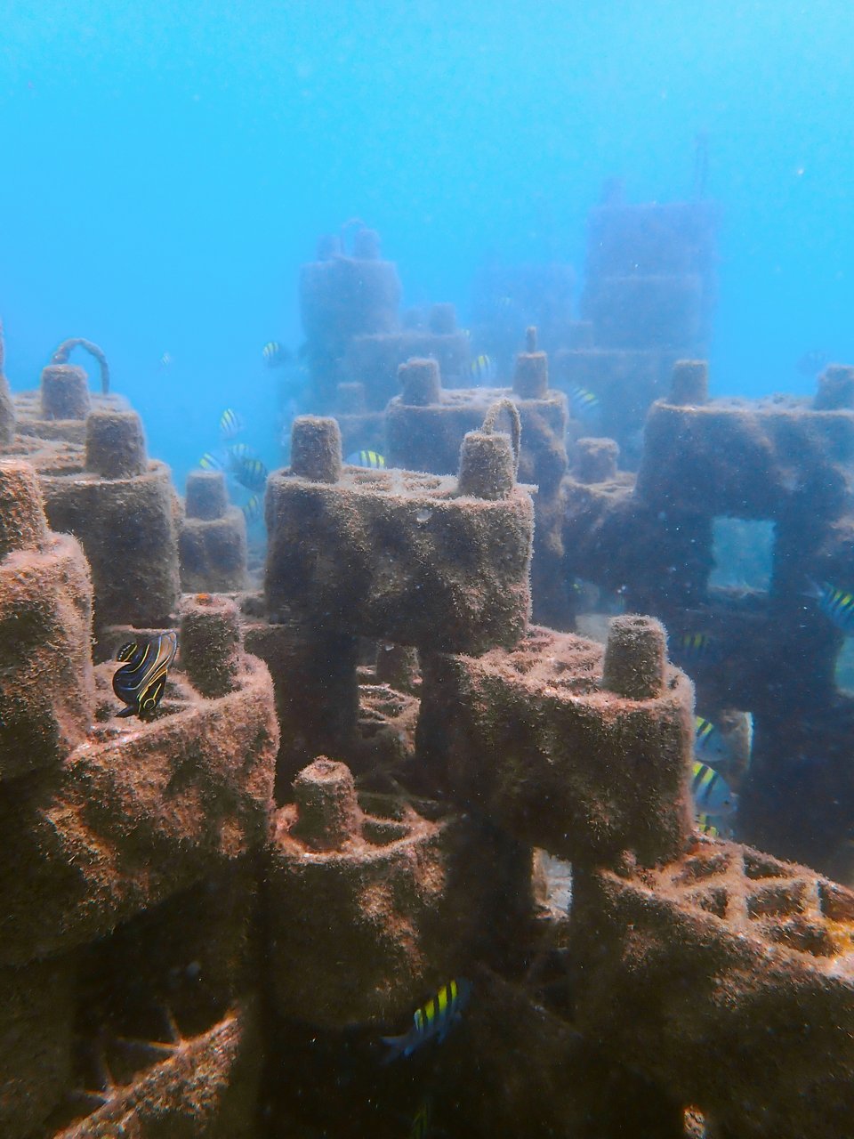 Coral reef