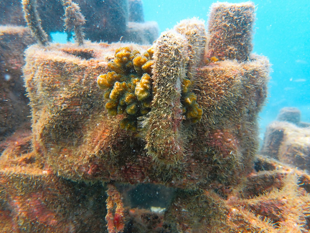 Coral reef