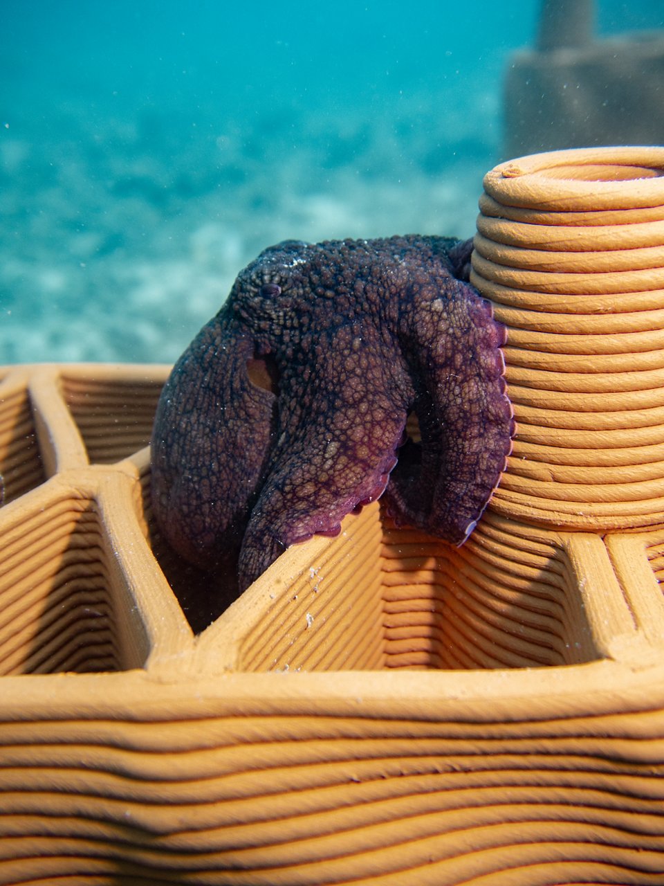 Refuge for octopuses