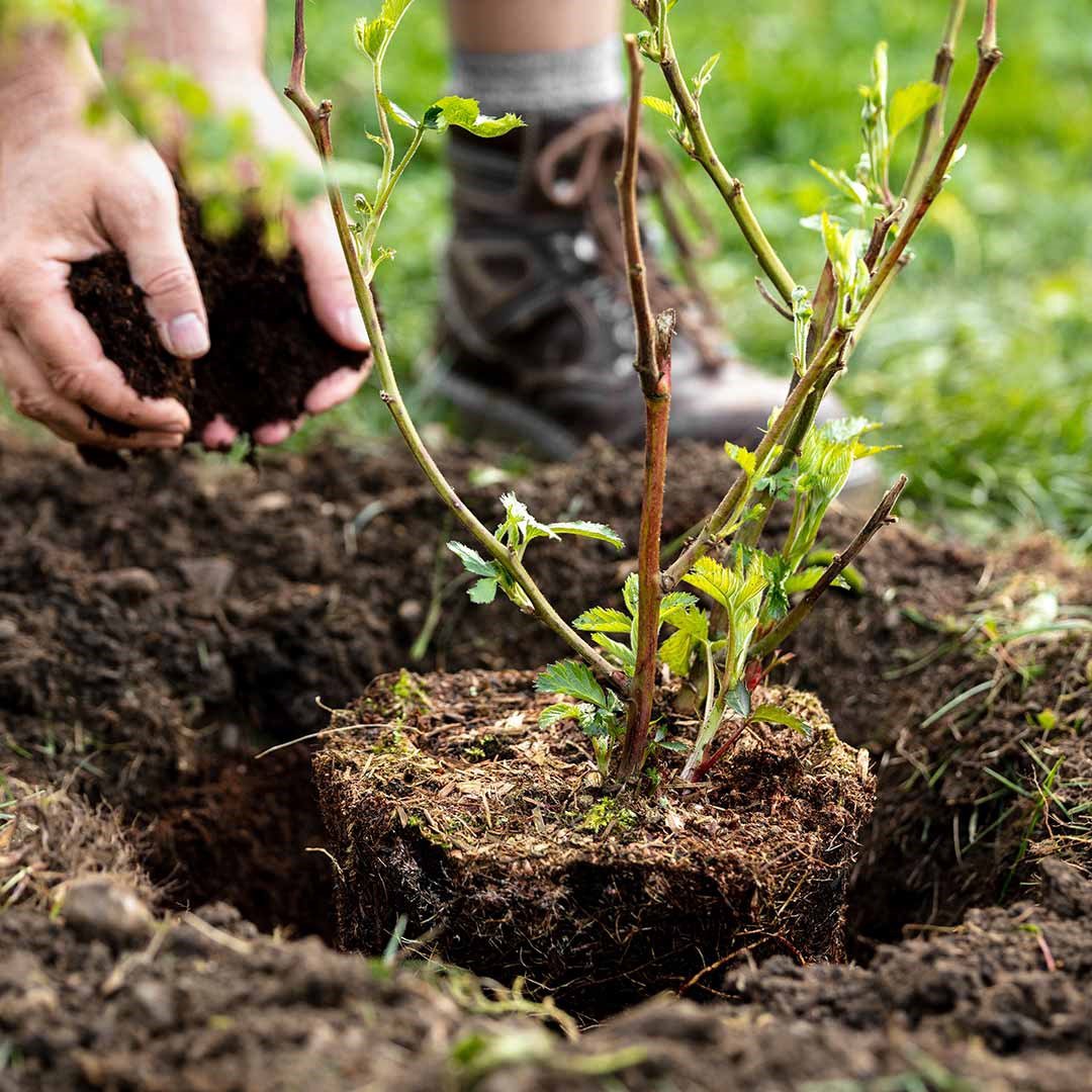 Baum pflanzen - Hände mit Erde 