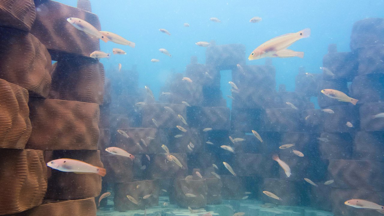 Fische schwimmen am Riff.