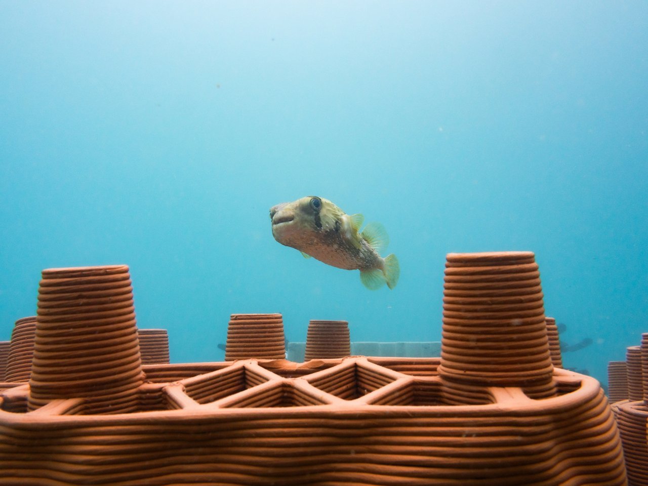 Ein Fisch schwimmt im Meer.