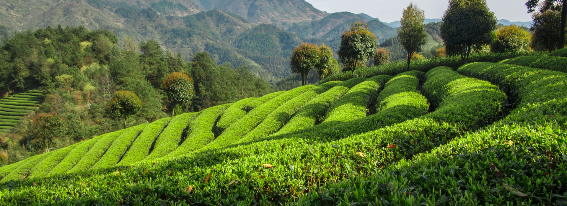 Tea plantation