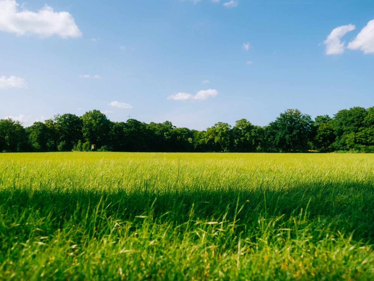 Sonnige Wiese vor angrenzendem Waldstück