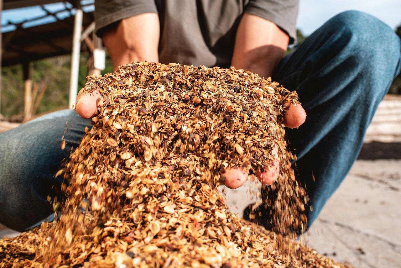 Organischer Abfall bei Kaffeeproduktion in Händen
