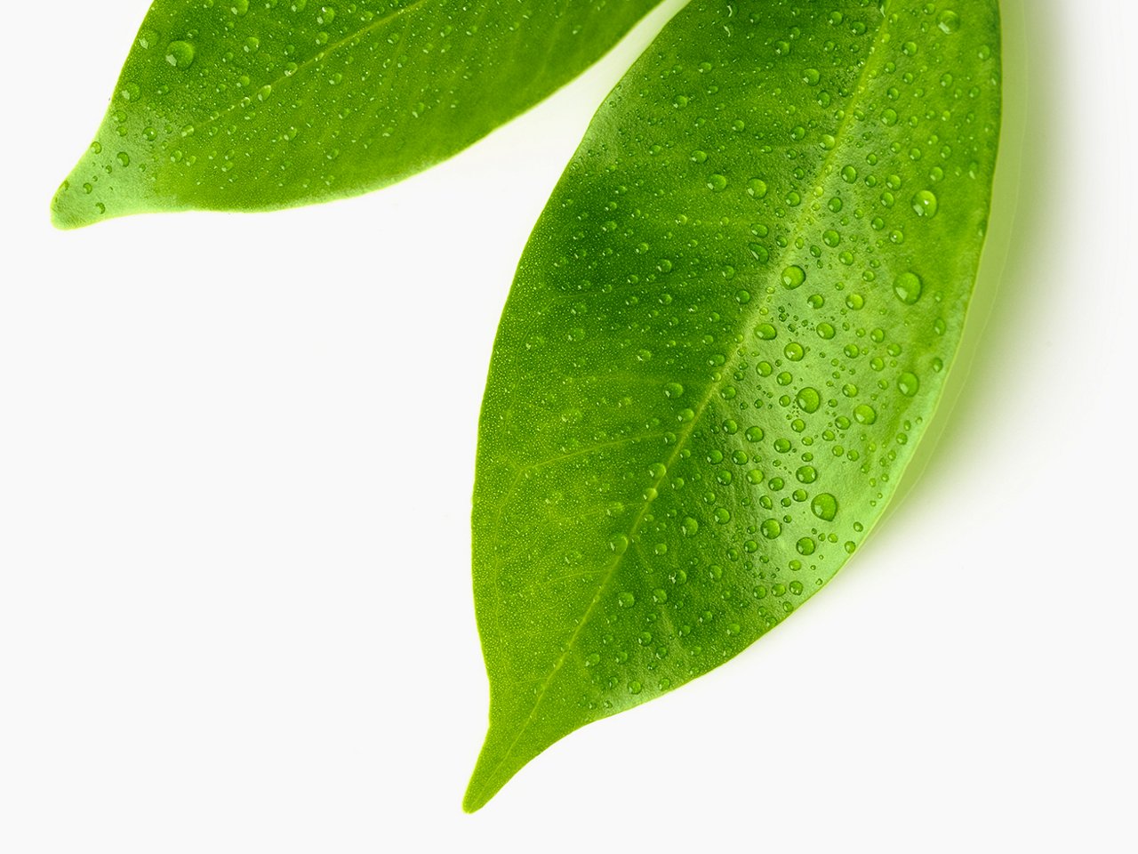 Wassertropfen auf einem Blatt