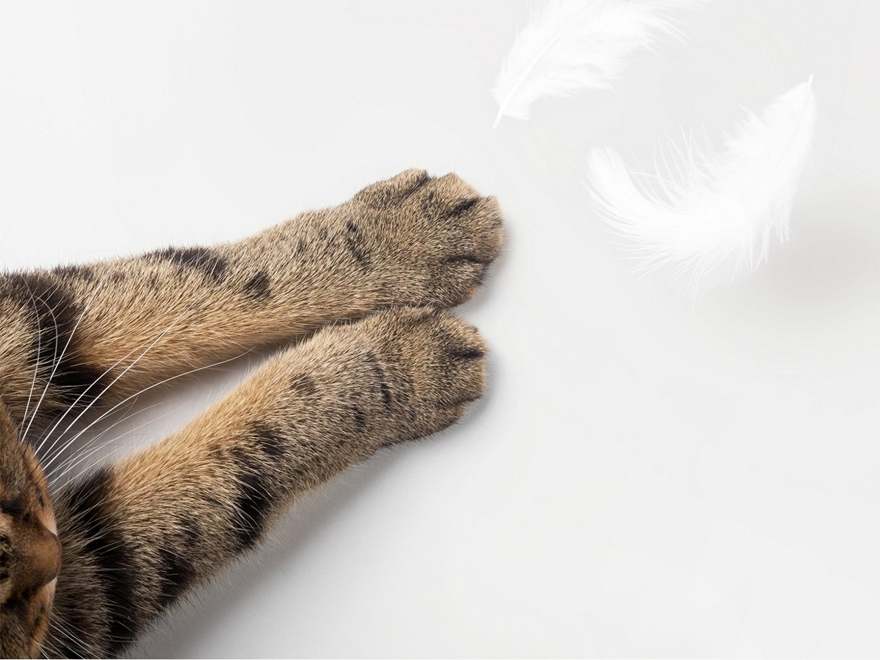Katzenpfoten spielen mit einer Feder