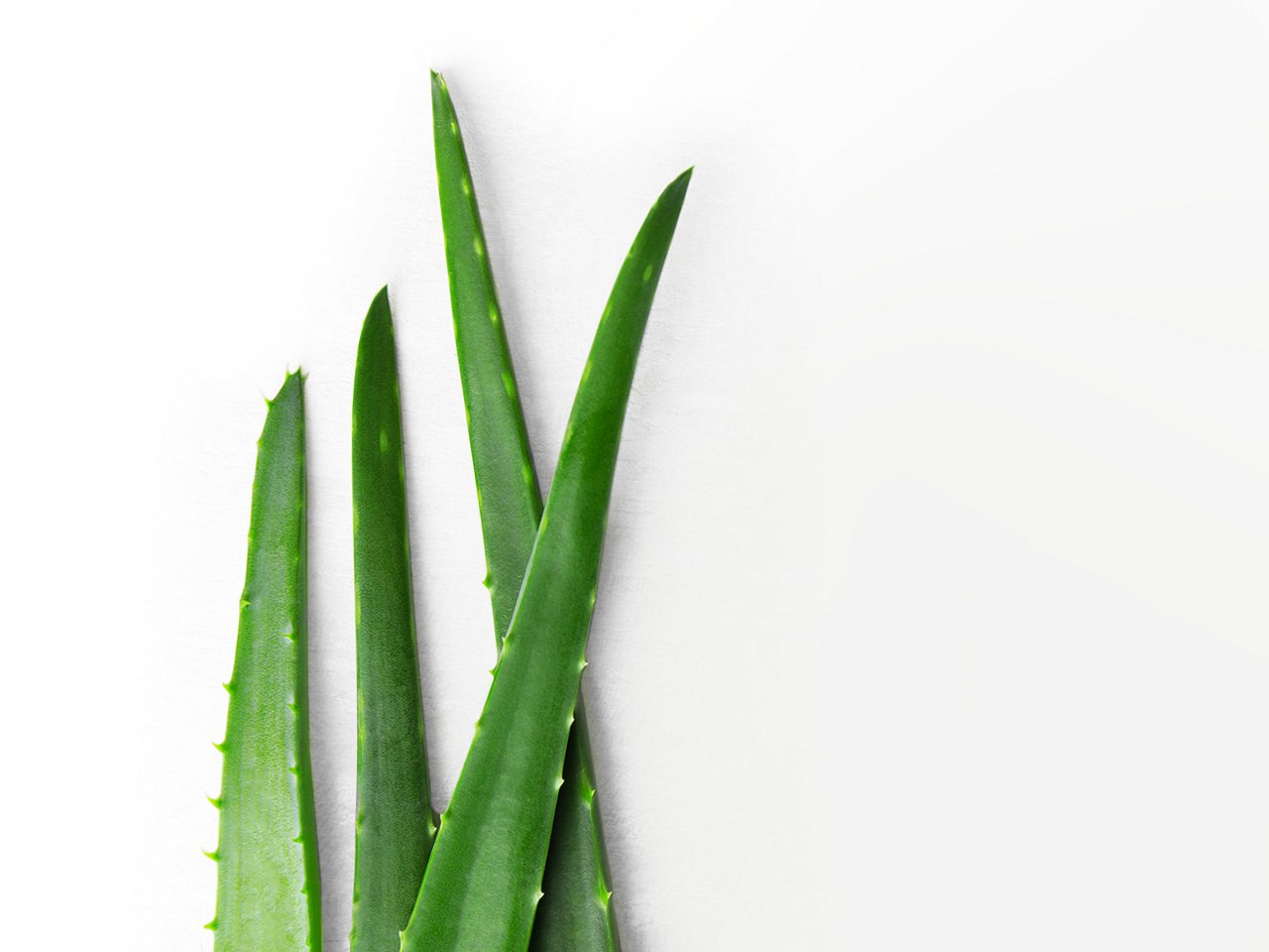 Aloe Vera Blätter