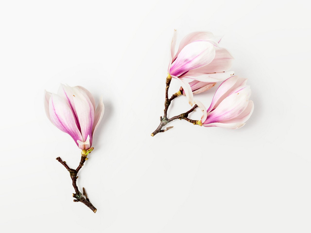 Magnolienblüten