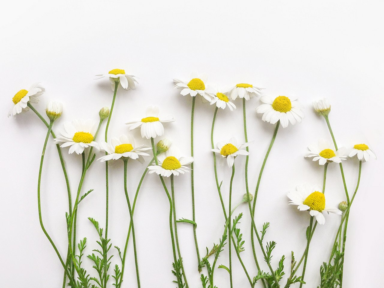Kamillenblüten
