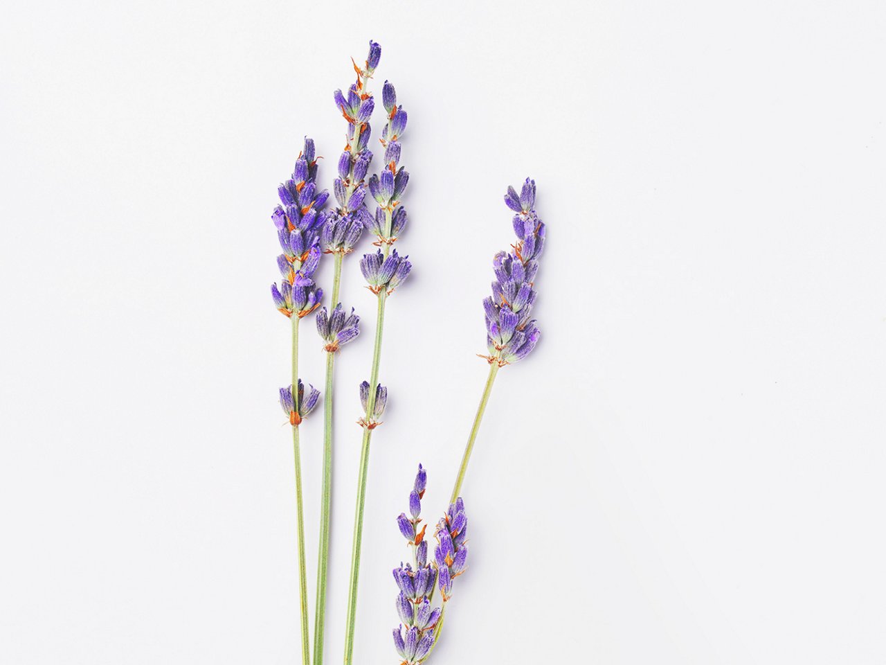 Lavendel