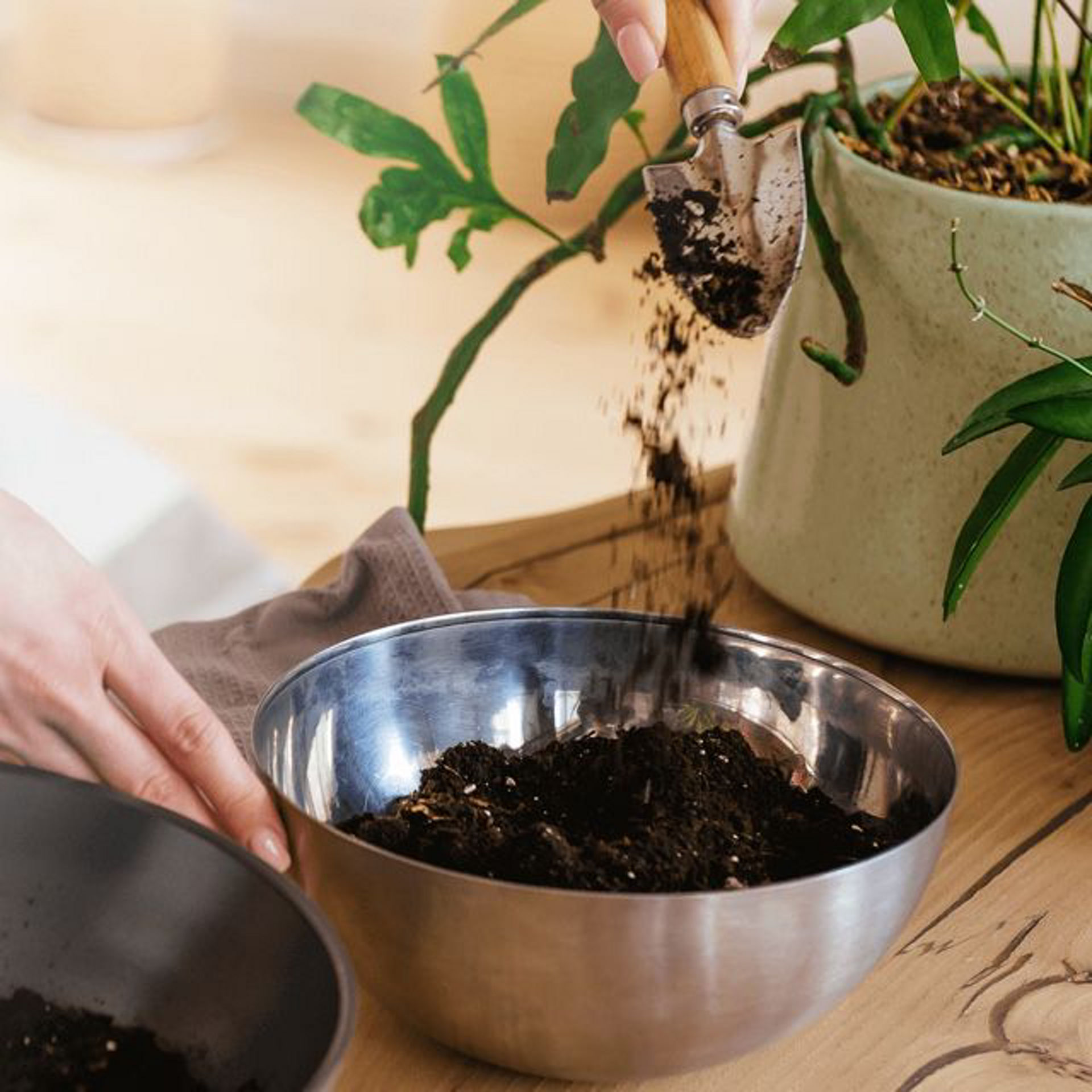 Main versant du compost dans un pot de plante d’intérieur