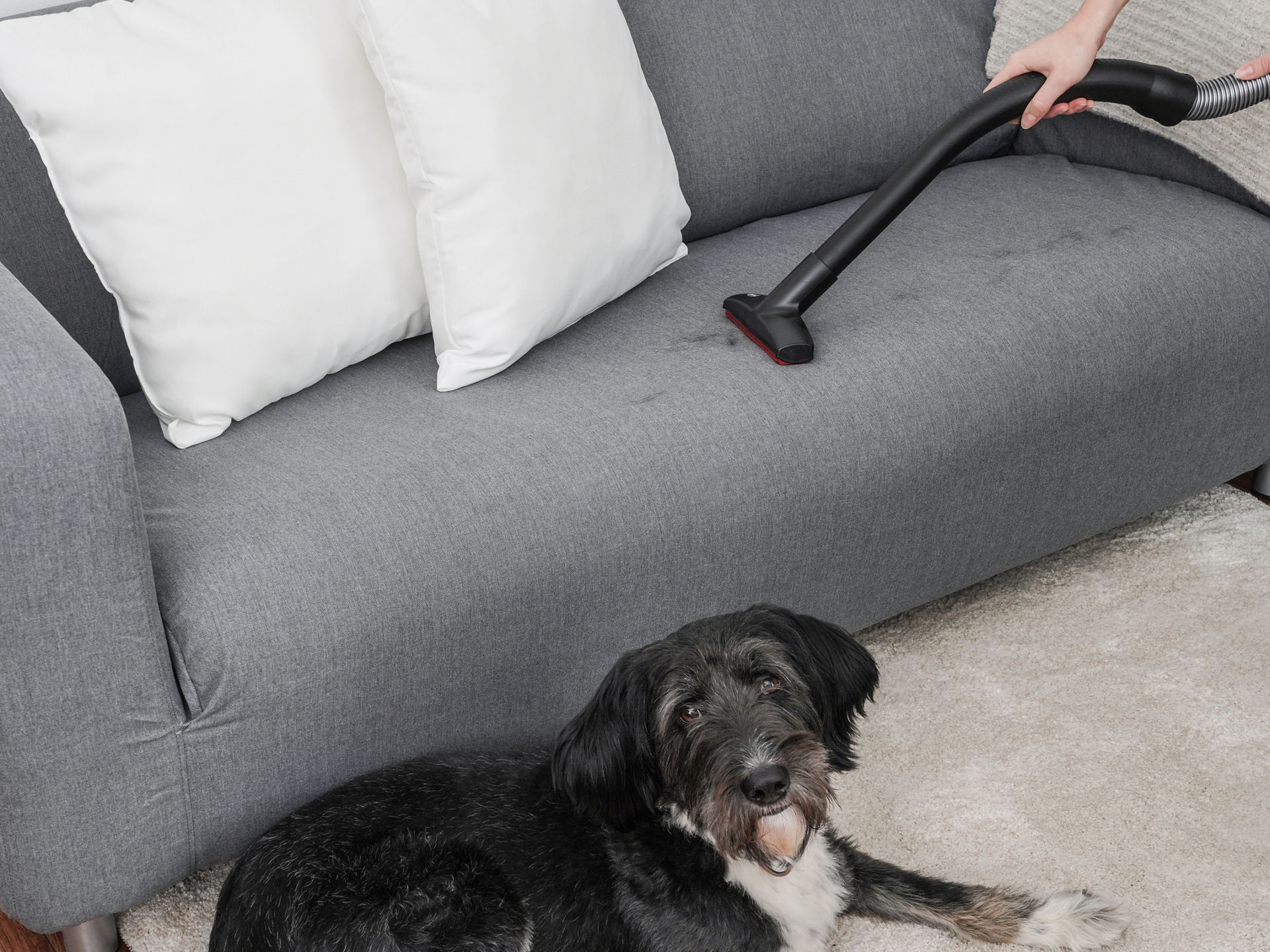 Sofa wird mit Swirl Haar- und Fusselentfernungsdüse gesaugt