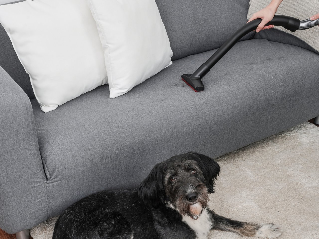 Sofa wird mit Swirl Haar- und Fusselentfernungsdüse gesaugt