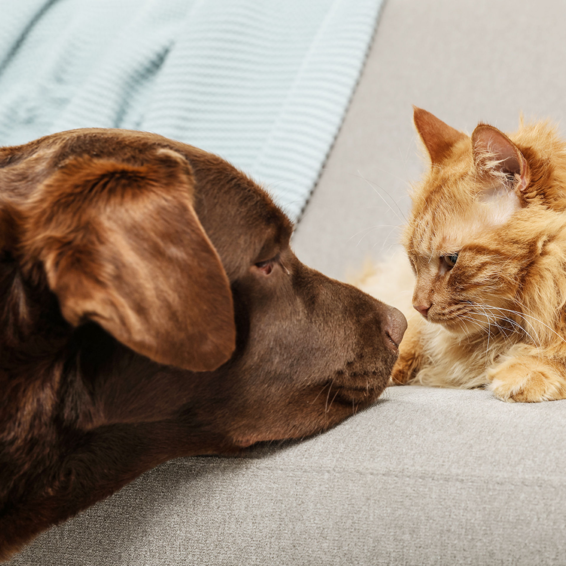 Hund schaut eine auf dem Sofa liegende Katze an